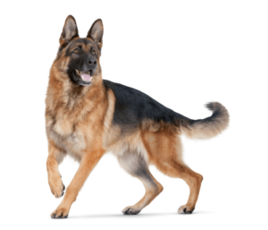 k9